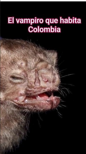 The Colombian bat that feeds on blood #disturbingfacts #curiosities #animals