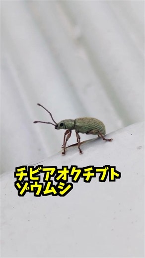 Akashi Kaikyo Bridge and the Wee Green-Mouthed Weevil