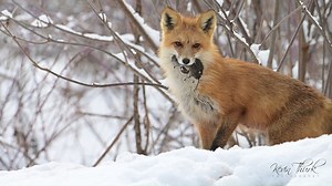 27K views · 858 reactions | Red Fox vixen moving a vole to a little cache away from the den to not bring attention to the den. | Kevin Thurk Photography | Facebook