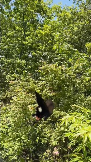 山頂に集まるアゲハチョウたち #Butterfly