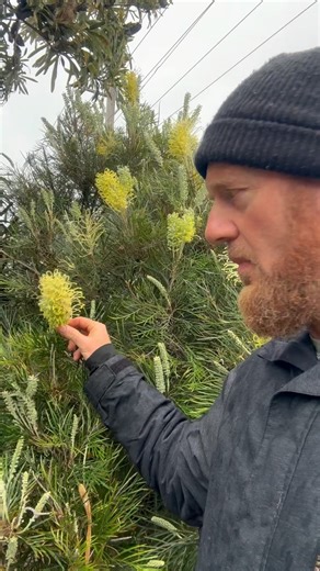 David Binch on Instagram: "Grevillea Moonlight is a tropical hybrid from Queensland. It produces lovely creamy yellow flowers for most of the year, grows in a wide range of soil and climate conditions, and is a great source of food for our local wildlife. What more could you ask for? 😀 #grevillea #australiannativeplants #plants #flowers #habitat #instagram #reels #colour #hybrid #tropicalplants #green #basscoast #victoria #nature #information #garden #phillipisland"