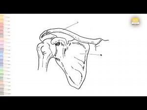 Scapula definitions diagram easy | How to draw Scapula bone step by step | Science diagrams