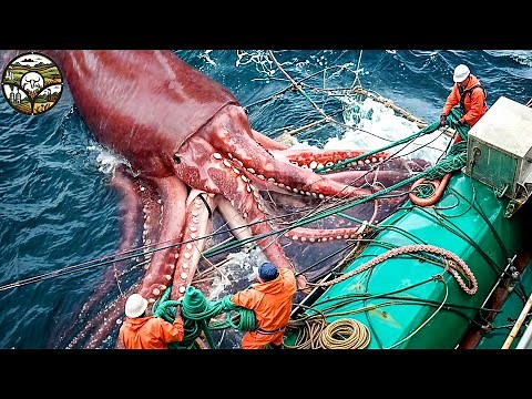 Humboldt Squid Fishing, Amazing Million tons of Humboldt Squid caught in this way