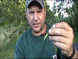 Wild Edible Series: The Wild Cherry