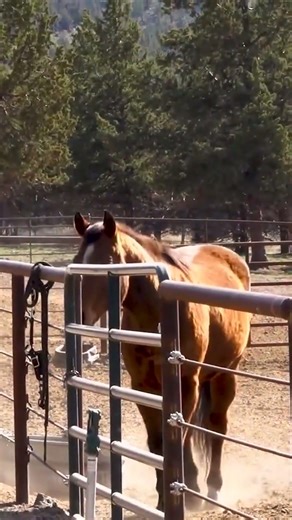 Crooked River Rim Horse Ranch | #oregon #realestate #horseproperty