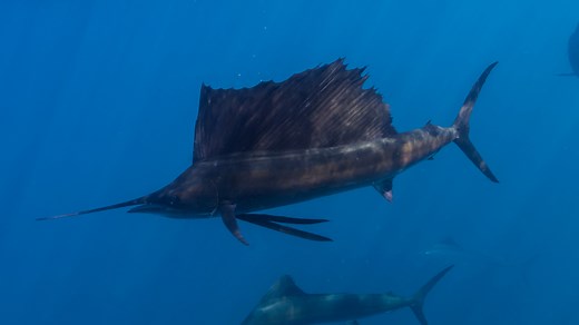 易危物种：平鳍旗鱼 雨伞旗鱼 Istiophorus platypterus （yt@echeng_哔哩哔哩_bilibili