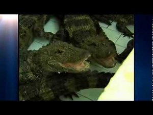 Workers Physically Move 8,000 Alligators Indoors For Hibernation