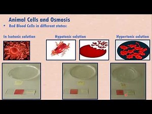 Osmosis In Animal and Plant Cells | Techniques to Prepare Microscope Slides to Explain The Processes
