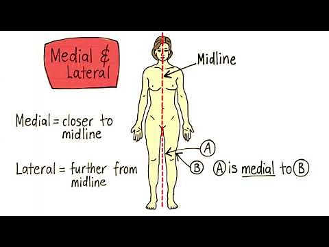 Anatomical Terminology Drawn and Defined Directional Terms Anatomy