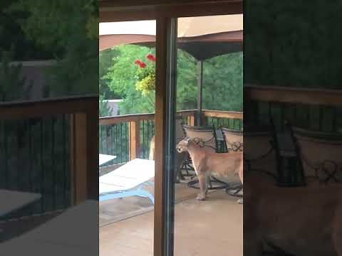 Man Films Group of Mountain Lions on Porch in Colorado