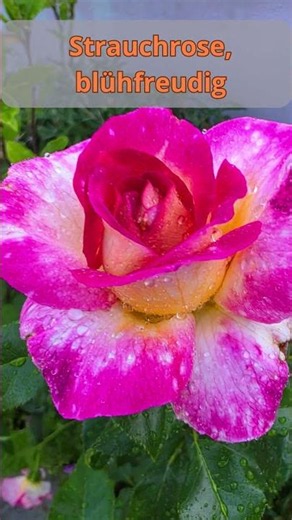 Edelrose Sweet Delight 🌹 Wunderschöne zweifarbige Blüte im Garten