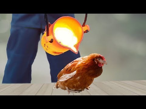 EXPERIMENT: LAVA vs CHICKEN