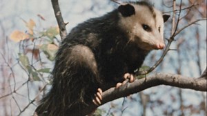 Animals use behavioral strategies and hide in places to avoid and survive predation | Britannica