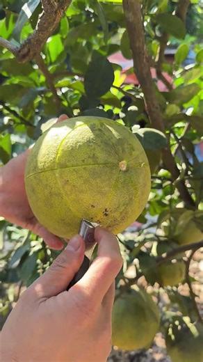 Beautiful Grapefruit Picking and Cutting Skills #fruit #fruitcutting #grapefruit #shorts #foryou