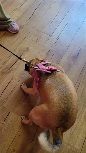 big pug gets a treat #dogs #pets #animals #petshub #dogs #dog