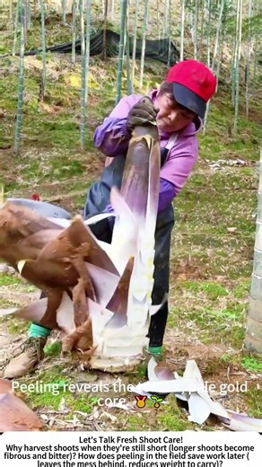 Woman Harvesting & Peeling Fresh Bamboo Shoots – Keeping Them Tender 🎋🔪