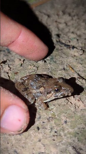 catch funny frog | catch frogs jump funny for laugh | frog funny moments | tep longheng funny frog