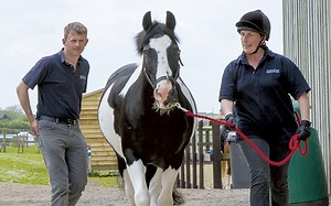 Pre-purchase vet exam: what to expect and how to get the most out of one *H&H VIP* - Horse & Hound