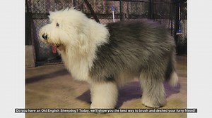 How to Brush and Deshed Your Old English Sheepdog