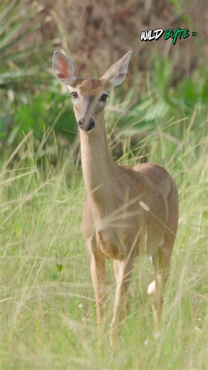 Why do white-tailed deer raise their tails to show the bright white underside when sensing danger? #WhiteTailedDeer #DeerFacts #WildlifeShorts #AnimalShorts #NatureShorts #WildlifeWonder #ForestAnimals #NatureFacts #AnimalDiscovery #WildlifeEducation #AnimalKingdom #NatureLovers #WildlifePhotography #WildlifeVideo #DeerLife #ForestWildlife #AnimalBehavior #LearnWithMe #DidYouKnow #Shorts | WildByte
