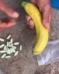 Every six months we have to give the elephants an anthelmintic prescribed by the vet. This helps to keep any internal little bugs away and the ele's healthy. Some elephants are easy when it comes to taking this medicine but some not so much as it has a very pungent smell. 😷 The best way to give them the medicine is by hiding them inside delicious banana's . ☺️🍌 The first time Haven took his tablets was very easy but not for Grandma Sri Nin, who recognized the smell of the tablet immediately wi