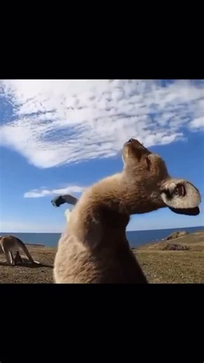 Cute Animals 𓆉 | This kangaroo is loving life, enjoying a good old fashioned tummy tickle in the sun. 🦘☀️ Video by: @wavestowildernessexperien #kangaroo... | Instagram