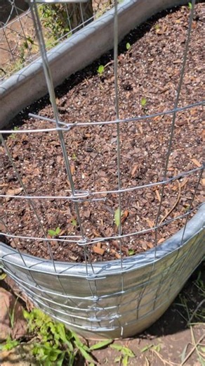 Butterfly Pea Tower #urbanfarming #garden #weldedwire