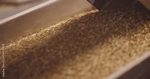 Oat Grains on Conveyor - Preparation for Agricultural Processing