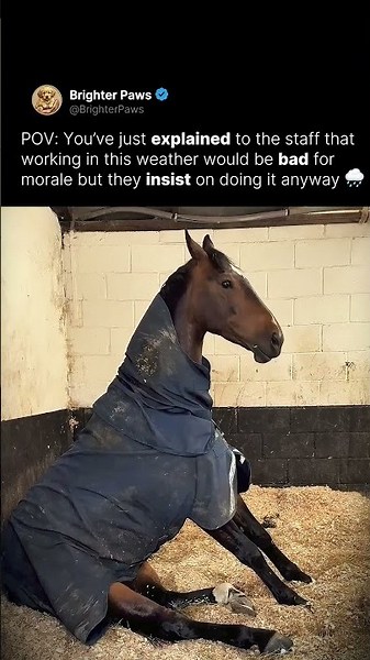Why is this horse sitting like a dog? 🐕🐴