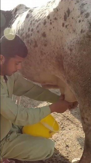 How Farmers Feed and Milk Cows Every Day 🐄🥛
