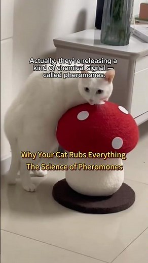 What Are Cat Pheromones? | The Science Behind How Cats Communicate Through Scent #CatBehavior