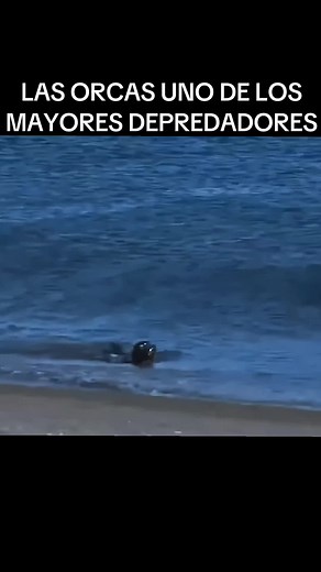 Orcas: Los Majores Depredadores del Océano