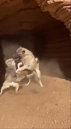 Massive Kangal Dog vs Grey Wolf: Ultimate Battle in the Wild! 🐺🐾