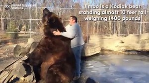 161K views · 2.7K reactions | BEST BUDDIES: Jimbo is a 1,400 pound...