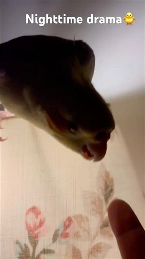 Bird Attacks on my finger While Playing! #birdlovers #birds #cockatiel