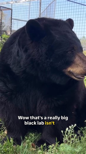 I’ve never seen a black lab this big! 🐻 | Justin Wilson