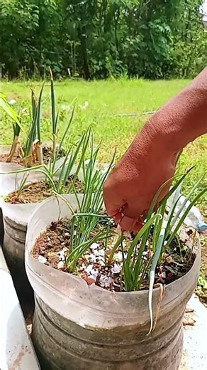 Don't throw away egg shells, they can be used as fertilizer for our planta. #gardening #raisebed