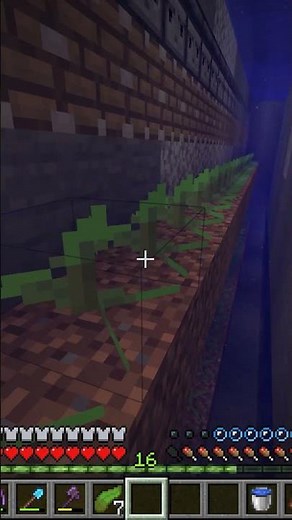 easy kelp farm Donut SMP #minecraft #shorts #donutsmp #gaming