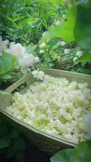 🩵sajani🩵 (@sajany005)’s videos with original sound - NK.MUSIC🎶♥️ - NK’s bgm