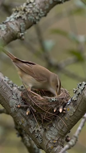 A Tiny Nest Builder With A Big Purpose! 🌿🐦 #Birds #BirdLovers #BirdNests #Wildlife #Nature #Birds