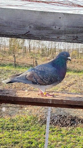 74K views · 2.4K reactions | Mascul rubella 2025 | Popoi Alin | Facebook