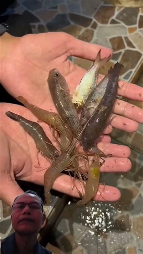 Mancing bulus di sungai# mancing