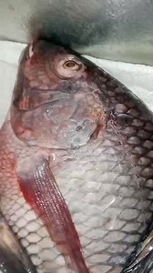 Today's remaining fish | Fish lovers home delivery