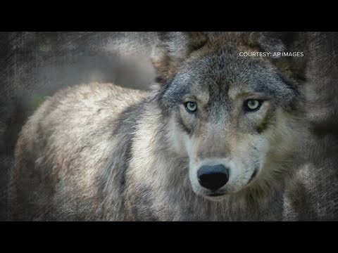 Federal wildlife officials open formal review of Colorado's wolf reintroduction program