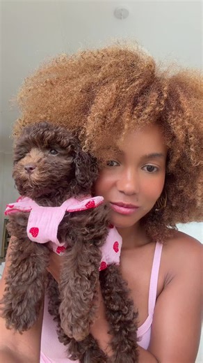 Caring for Curly Poodle Dogs: Tips and Insights