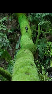 Journey into the fascinating world of dinosaurs! 🦖 This video dives into the lives and times of these incredible creatures, exploring their anatomy, behavior, and the environments they inhabited millions of years ago. Learn about the latest scientific discoveries and get up close and personal with some of the most iconic animals to ever walk the Earth. What burning dinosaur question do you have? Ask us below! #DinosaurFacts #PaleoEducation #ScienceVideo #LearnAboutDinosaurs #PrehistoricWorld #F