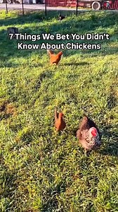 9.1K views · 410 reactions | Chickens are curious, amazing beings,...