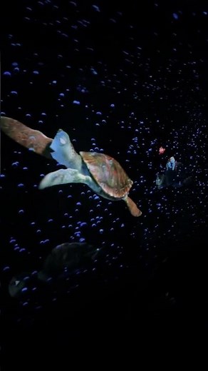 EPCOT Finding Nemo Ride🐢🌊 #disney #findingnemo #EPCOT #disneyrides #walkingindisney1928