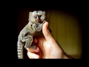 Finger Monkey | Pygmy Marmoset Monkey is Cutest Monkey in the world