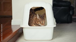 4K Cat Using Litter Box. Close-up view of Bengal cat digging inside an enclosed litter box and going out of it. 30 seconds.